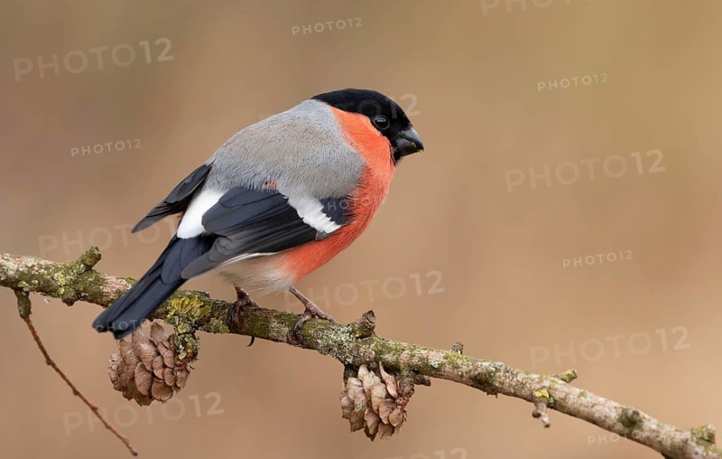 Eurasian Bullfinch (Pyrrhula pyrrhula) male perched on a branch, Lower Saxony, Germany