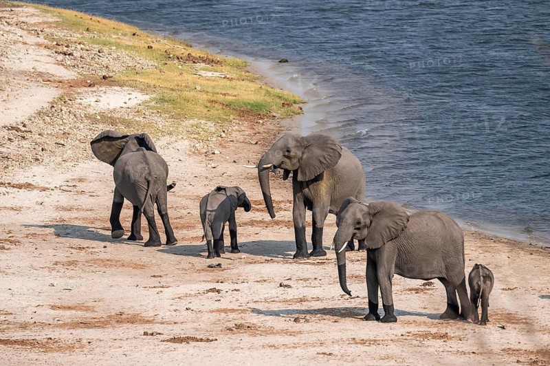 Herd of African elephants (Loxodonta africana), Ihaha, Chobe National Park, Botswana