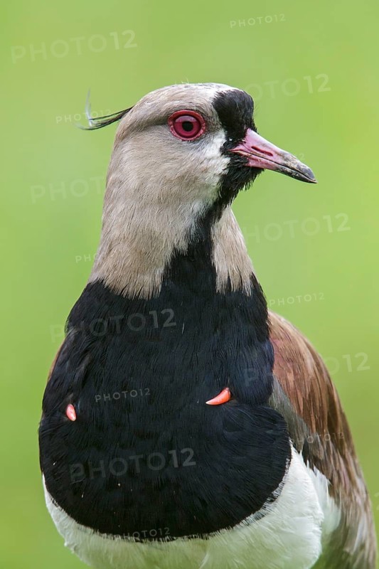 Southern Lapwing (Vanellus chilensis) on the ground in the Atlantic rainforest of southeast Brazil