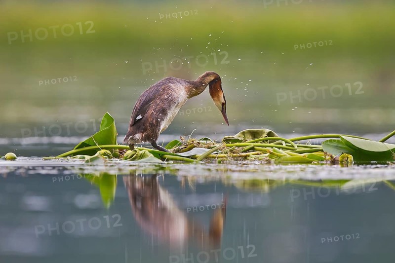 Great Crested Grebe (Podiceps cristatus) on nest, Bavaria, Germany
