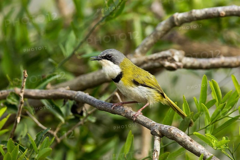 Rudd's Apalis (Apalis ruddi), Kwazulu-Natal, South Africa