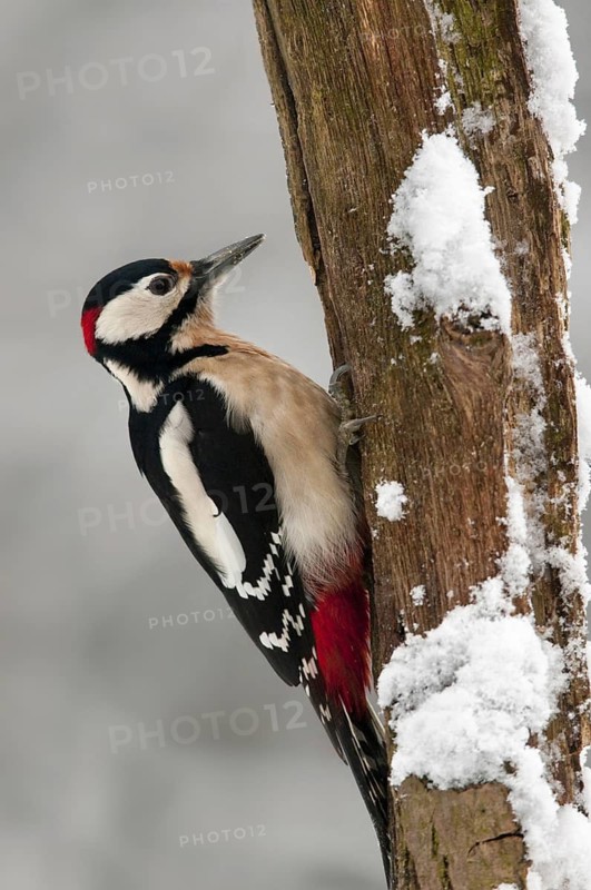 Great Spotted Woodpecker (Dendrocopos major) perched on branch in the snow in winter, Belgium