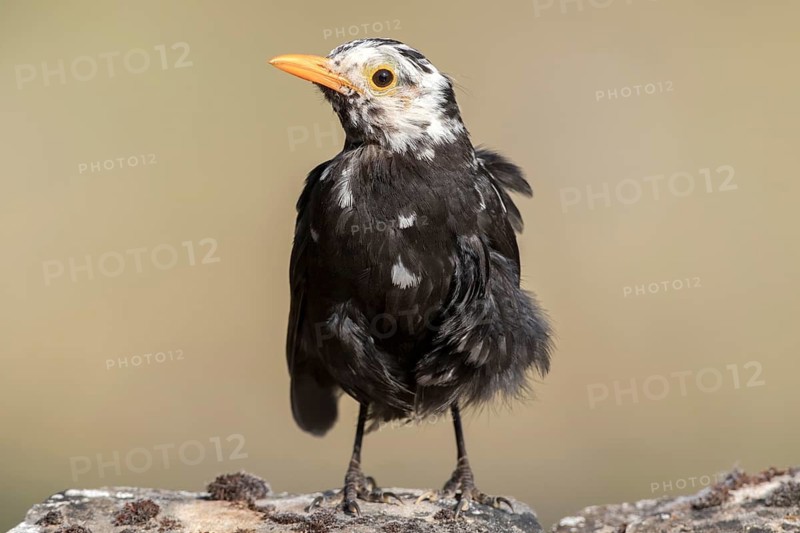 Common Blackbird (Turdus merula) male, Castile and Leon, Spain
