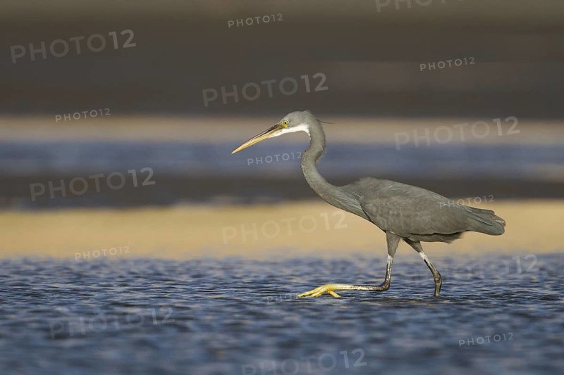 Western Reef Heron (Egretta gularis), Oman
