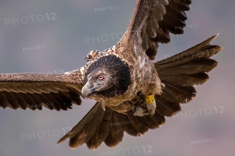 Bearded Vulture (Gypaetus barbatus) juvenile flying, Aragon, Spain