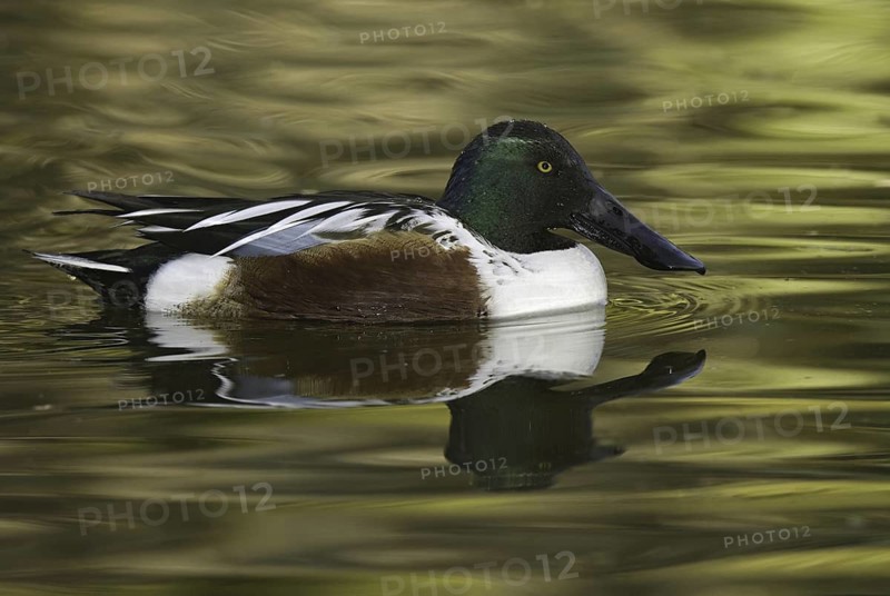 Northern Shoveler (Spatula clypeata) male, Arizona, USA