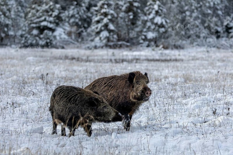 The wild boar (Sus scrofa) poses imposingly next to the wild boar, while the latter assumes a humble posture, pheromones, odour, impress, winter, snow, cold, intoxication, mating season, November, Denmark