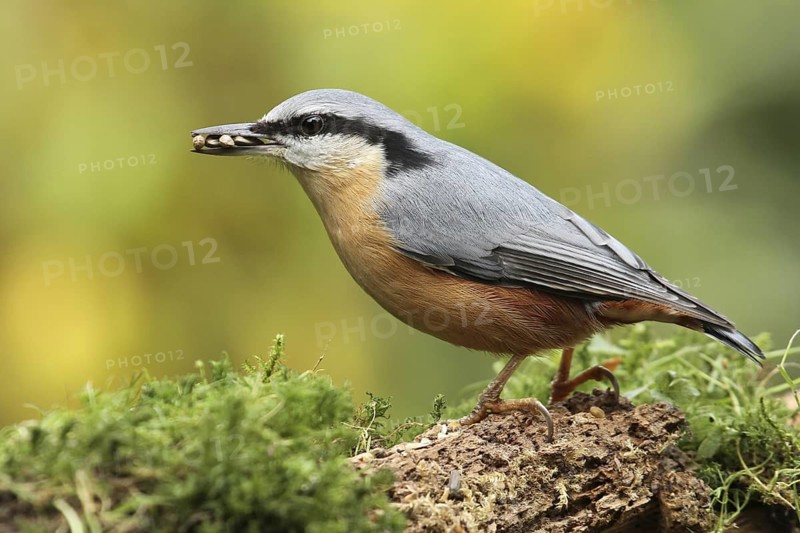 Eurasian Nuthatch (Sitta europaea), Lower Saxony, Germany
