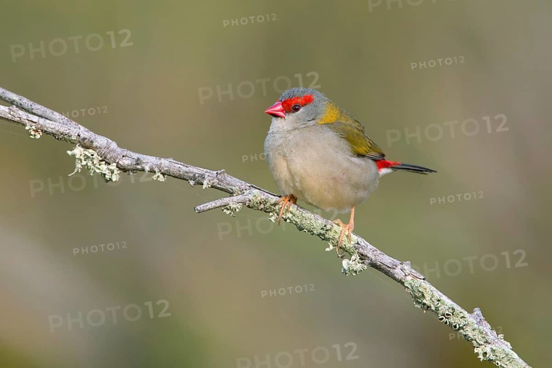 Red-browed Finch (Neochmia temporalis), Victoria, Australia