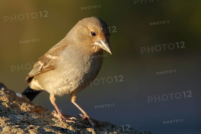 Blue Chaffinch (Fringilla teydea) female at feeder, Tenerife, Spain