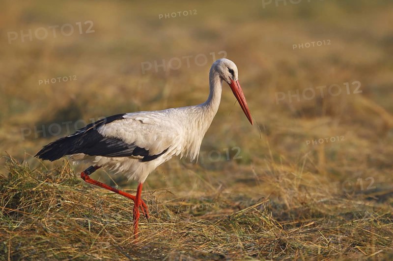 White Stork (Ciconia ciconia) male, North Rhine-Westphalia, Germany