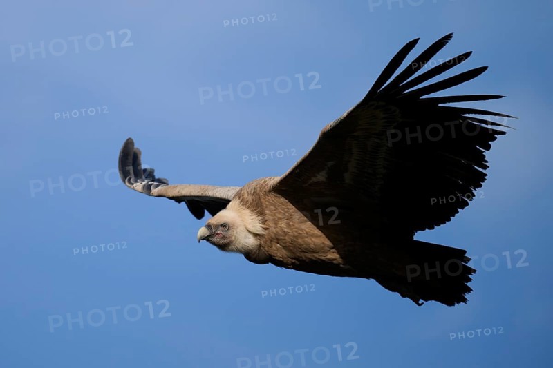 A majestic griffon vulture gliding gracefully through the clear blue sky, showcasing its impressive wingspan and detailed plumage Photographed in Alicante, Spain's natural landscape