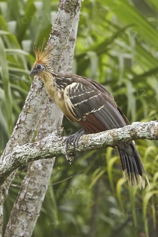 Hoatzin (Opisthocomus hoazin), Ecuador