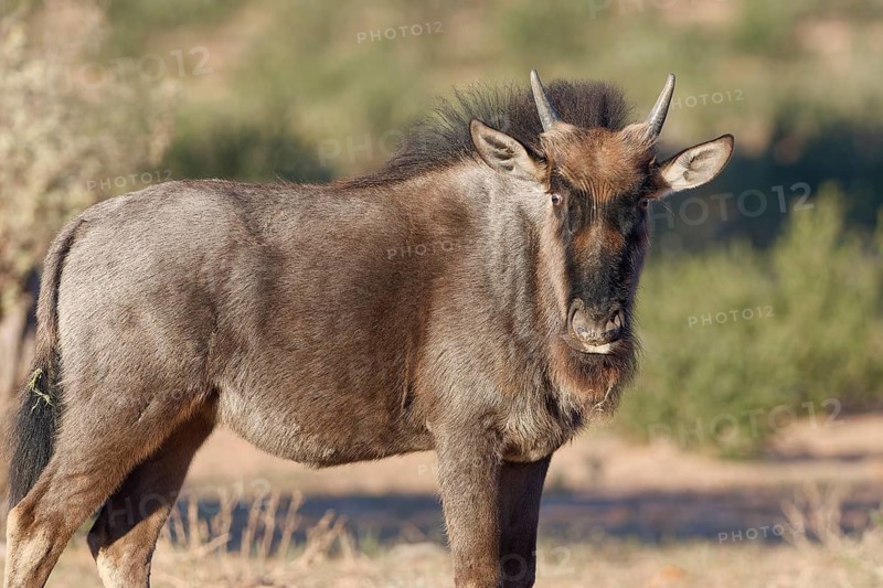 Blue wildebeest (Connochaetes taurinus), young animal, alert, standing in the dry Auob riverbed, morning light, animal portrait, Kgalagadi Transfrontier Park, Northern Cape, South Africa