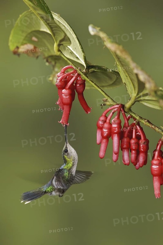 Crowned Woodnymph (Thalurania colombica fannyae), Ecuador