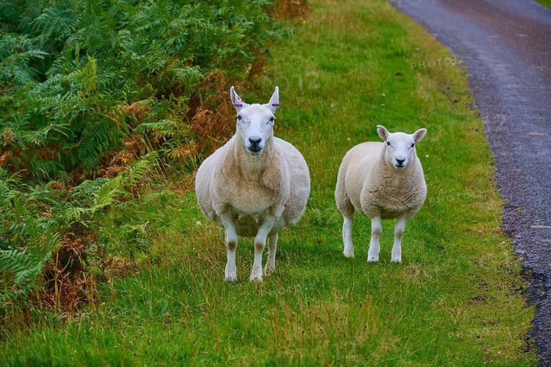 Two sheep standing side by side in a meadow next to a paved road, Syre, Kinbrace, Scotland, United Kingdom, Great Britain