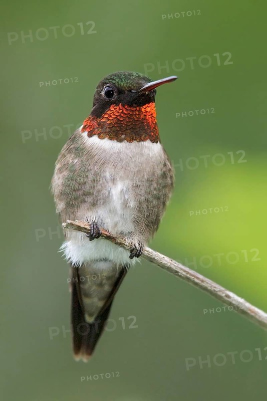 Ruby-throated Hummingbird (Archilochus colubris) perched on a branch in southern Ontario, Canada
