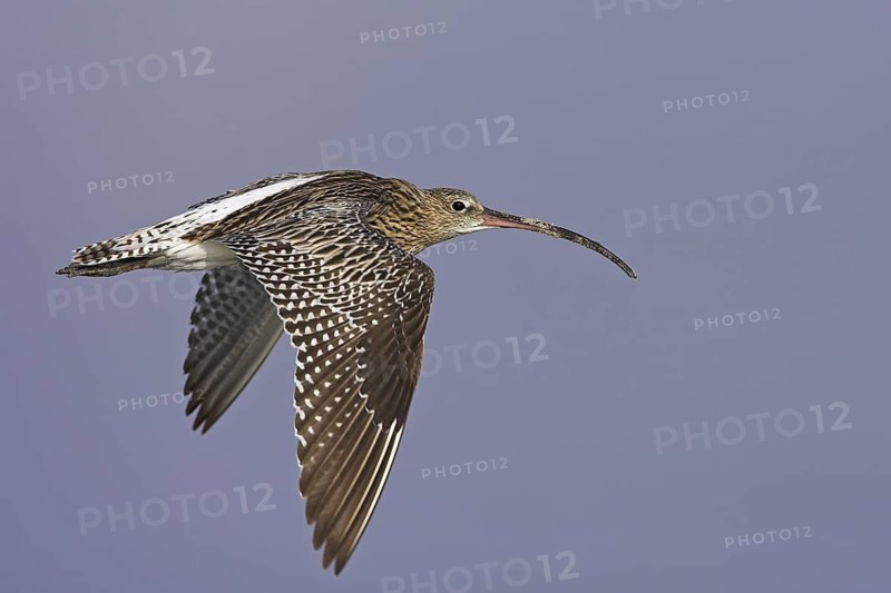 Eurasian Curlew (Numenius arquata) flying, Oman