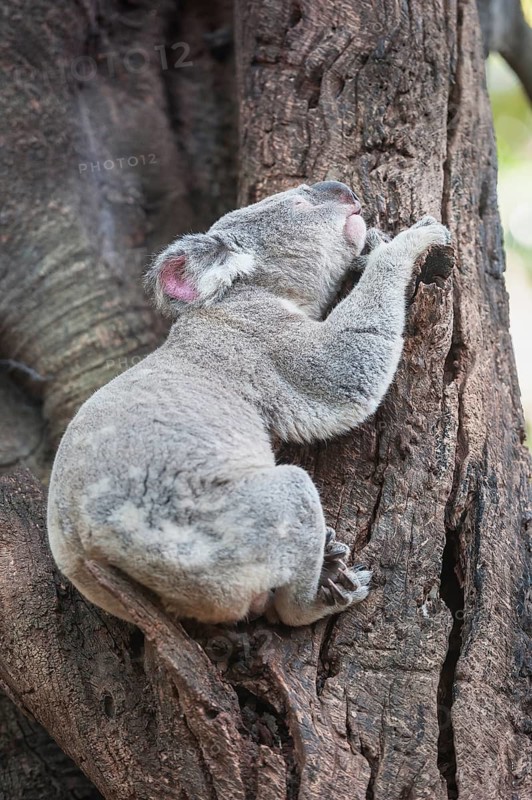 Koala (Phascolarctos Cinereous) resting on a tree, Brisbane, Queensland, Australia