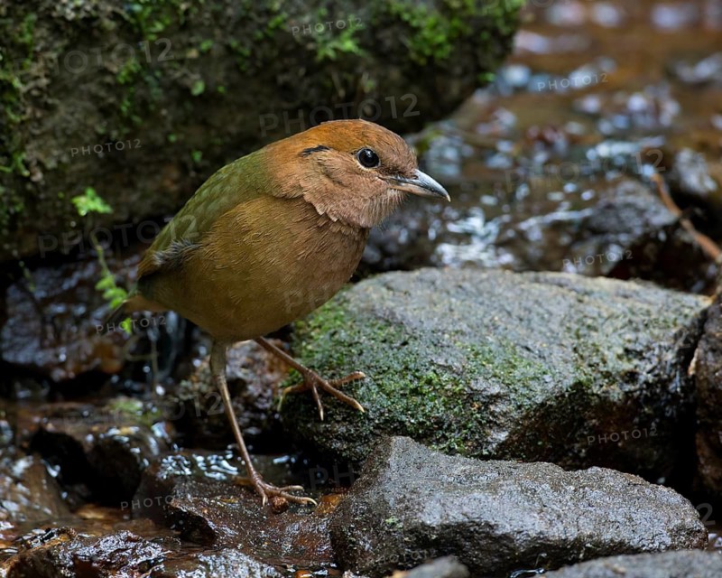 Rusty-naped Pitta (Hydrornis oatesi), Thailand