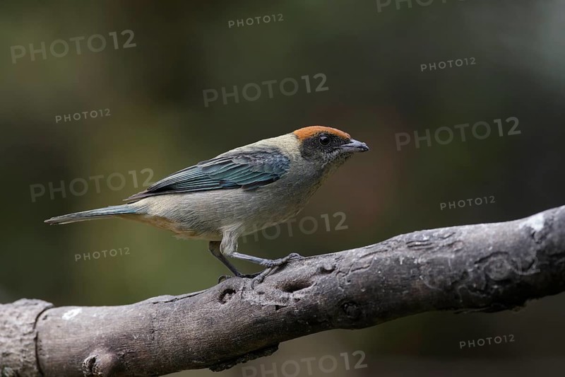 Scrub Tanager (Tangara vitriolina) perched on a branch, Pichincha, Ecuador