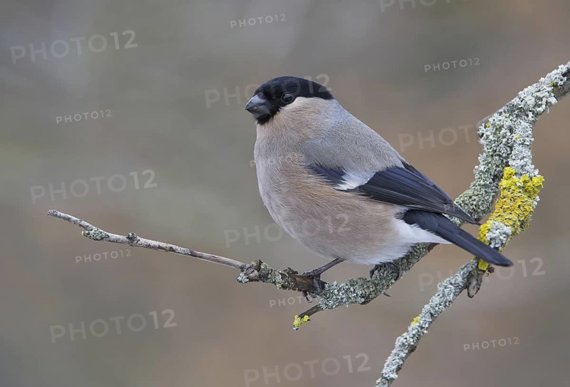 Eurasian Bullfinch (Pyrrhula pyrrhula) female, Saxony, Germany