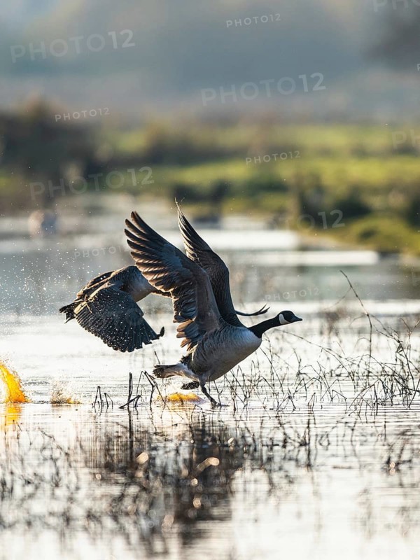 Canada Goose (Branta canadensis) birds in flight over Marshes at winter time