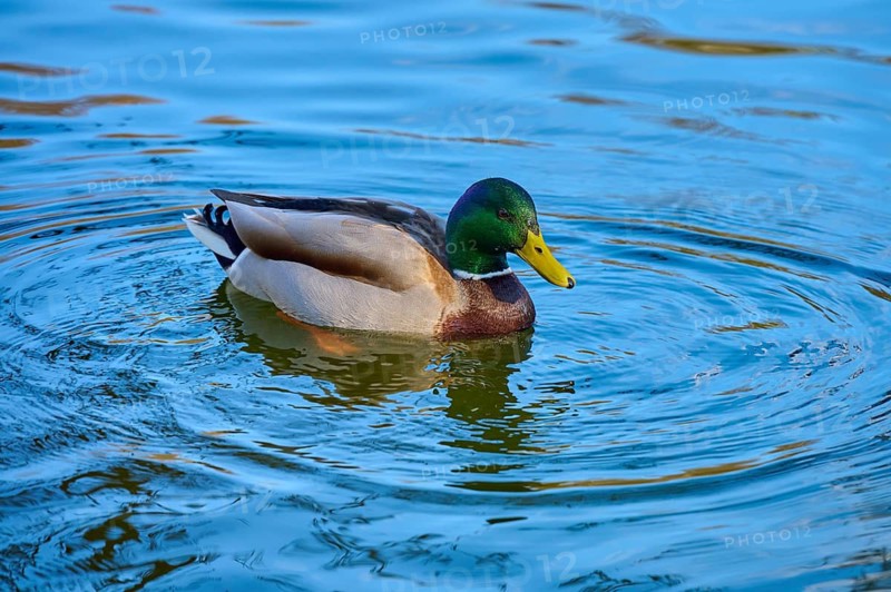 A mallard duck swims peacefully on the water, surrounded by calm nature and gentle waves, Mallard (Anas platyrhynchos), Amorbach, Odenwald, Bavaria, Germany