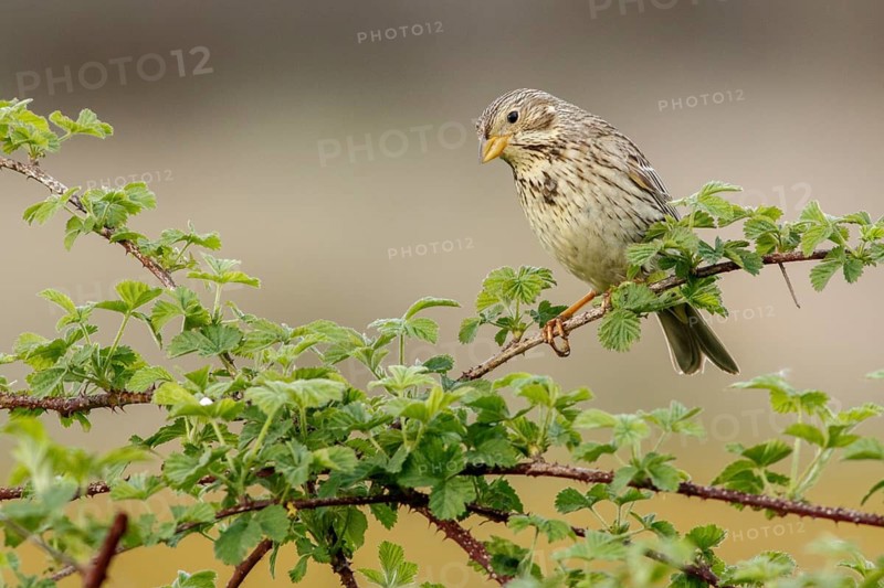 Corn Bunting (Emberiza calandra), perched on a branch, Galicia, Spain