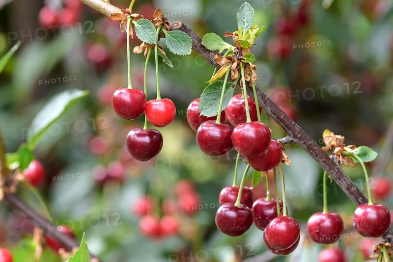 Sour cherry (Prunus cerasus SCHATTENMORELLE), Bonn type,  Austria