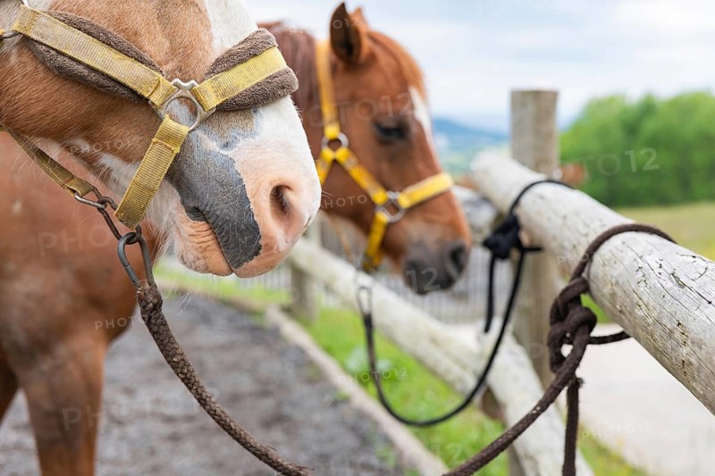 Two horses with multicolored coats and halters are tethered to a rustic wooden fence, resting peacefully in a scenic grassy pasture under a partly cloudy sky