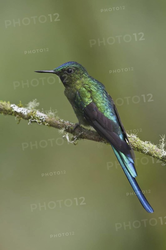 Long-tailed Sylph (Aglaiocercus kingii), Ecuador