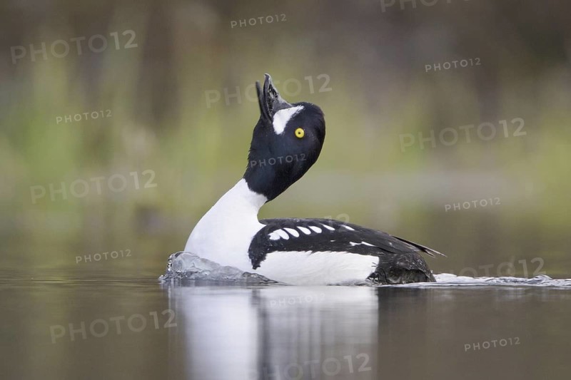 Barrow's Goldeneye (Bucephala islandica) male, British Columbia, Canada