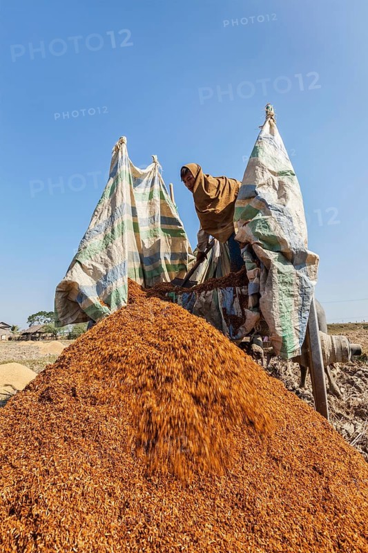 MYANMAR, JANUARY 6, 2014: Unidentified Burmese peasant working in the field with ox cart. Agriculture in Burma is the main industry in the country, accounting for 60 percent of the GDP and employing some 65 percent of the labor force
