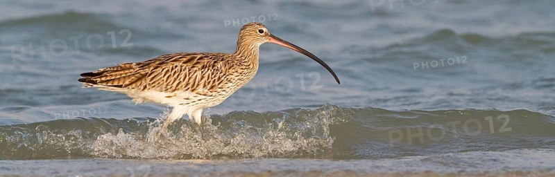 Eurasian curlew, curlew, (Numenius arquata), snipe family, biotope, habitat, feeding cue Al Ghidin, Barr Al Hikman, Al Wusta, Oman