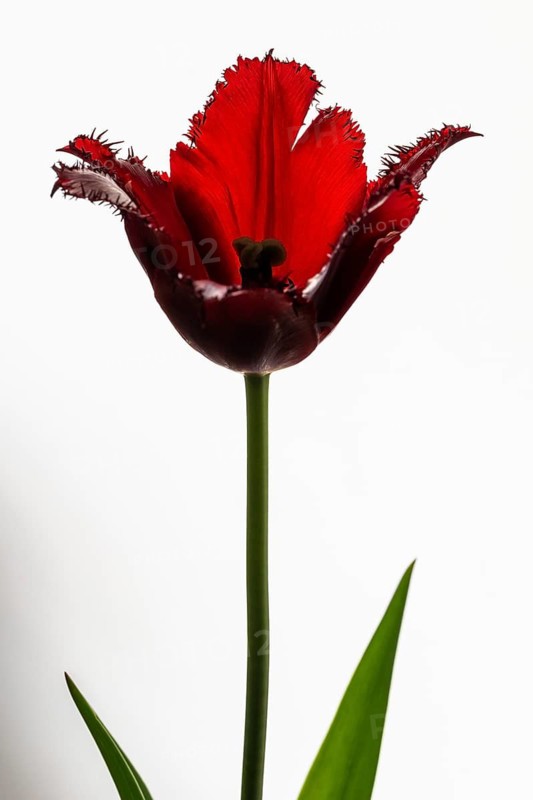Red tulip (Tulipa) with jagged leaves in front of a white wall