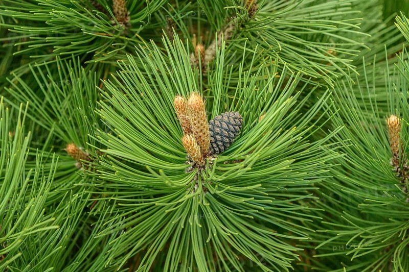 Snakeskin pine (Pinus heldreichii 'Malinki'), Rhodo 2014, Westerstede, Lower Saxony, Germany