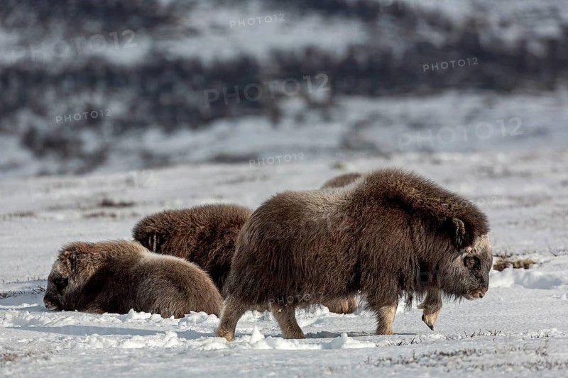 A group of musk oxen (Ovibos moschatus) relaxes in the winter tundra, a calf is bored and moves away from the herd, baby animals, winter, snow, cold, tundra landscape, October, Norway