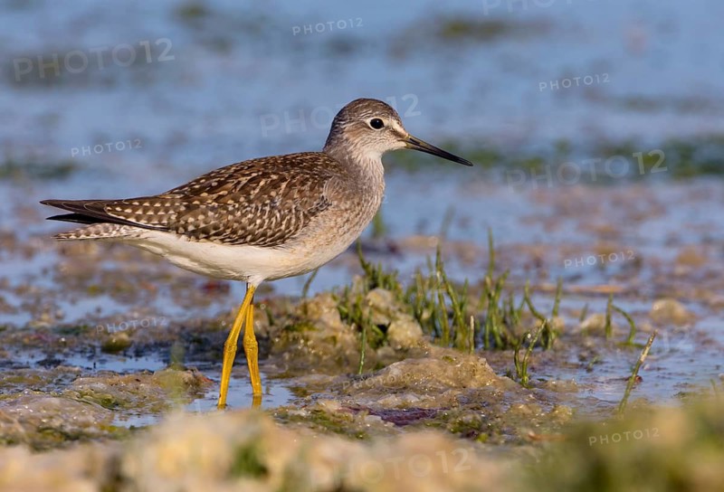 Lesser Yellowlegs (Tringa flavipes), British Columbia, Canada