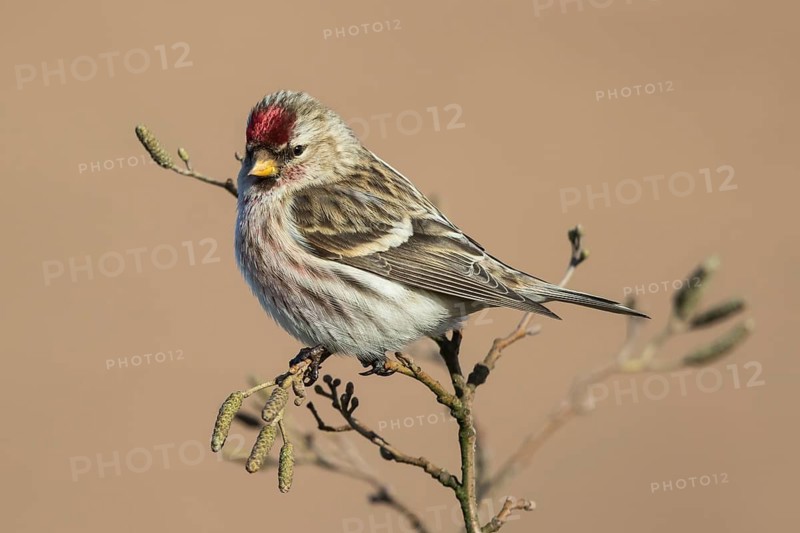 Common Redpoll (Acanthis flammea) perched on a branch, Netherlands