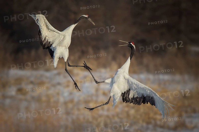 Red-crowned Crane (Grus japonensis) wrangling, Hokkaido, Japan