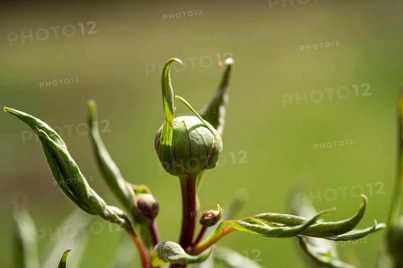 Close-up of a peony bud with elongated green stems and leaves against a blurred green background, capturing the essence of budding life in spring