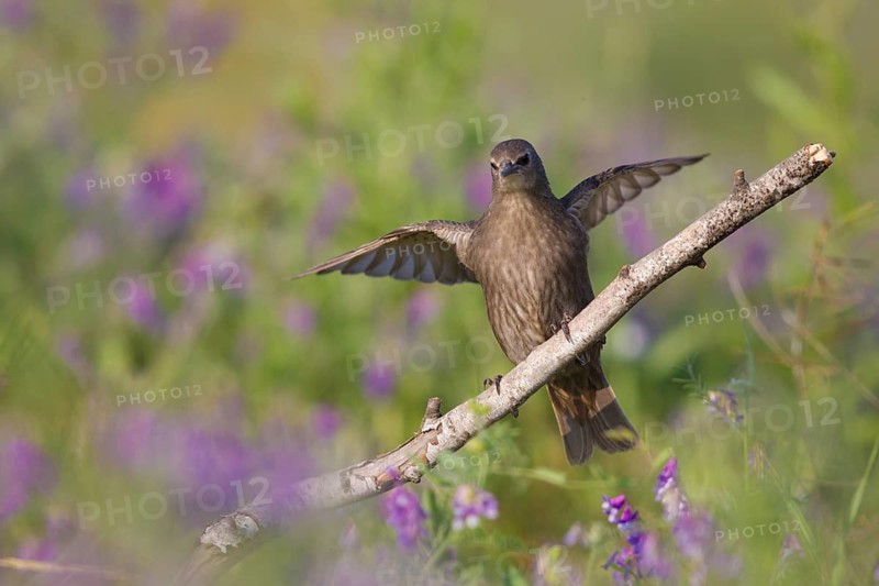 Common Starling (Sturnus vulgaris) flapping, perched on a branch, Serbia