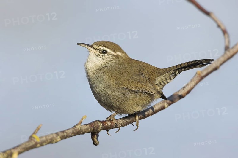 Bewick's Wren (Thryomanes bewickii), British Columbia, Canada