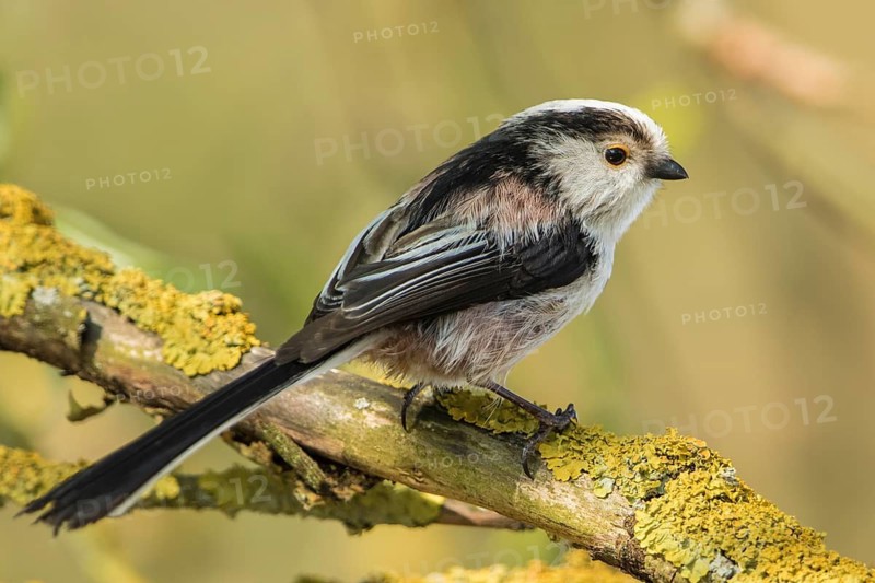 Long-tailed Tit (Aegithalos caudatus) perched on a lichen branch, Baden-Wuerttemberg, Germany