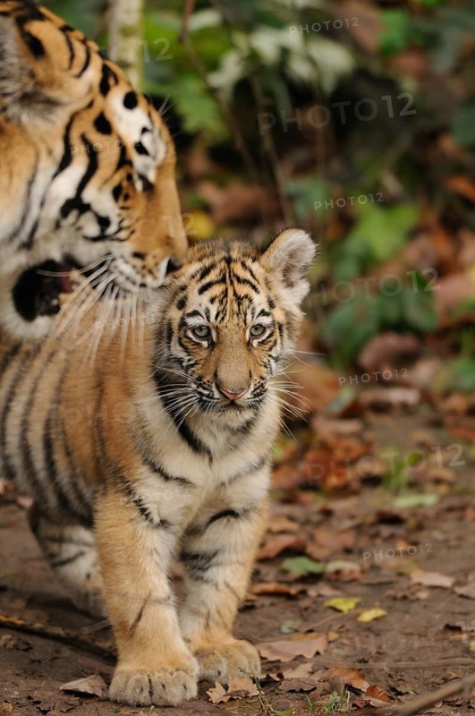 Tiger cub playfully interacting with adult tiger in the forest, Siberian tiger (Panthera tigris altaica), captive, occurrence Russia, North Korea and China
