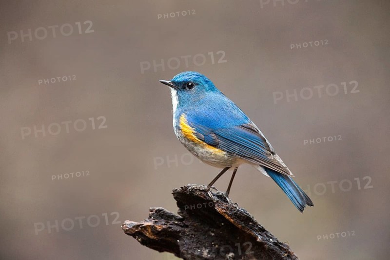 Himalayan Bluetail (Tarsiger rufilatus) male, Yunnan, China