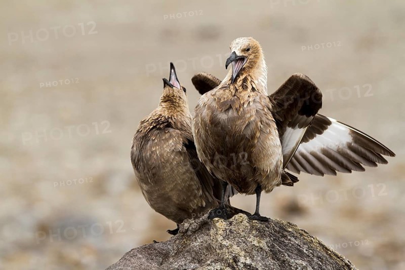 South Polar Skua (Stercorarius maccormicki) light morph, Gondwana (German Base), Antarctica