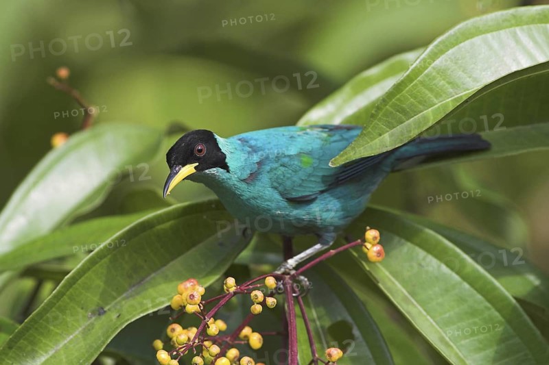Green Honeycreeper (Chlorophanes spiza) male, Costa Rica
