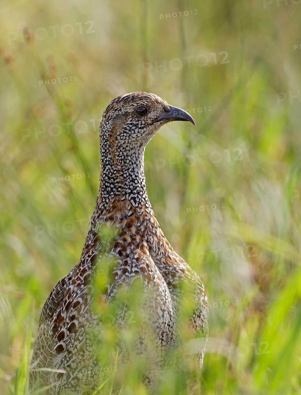 Grey-winged Francolin (Scleroptila afra), Western Cape, South Africa